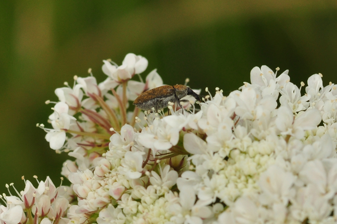 Si tratta di un curculionidae? no, Mycterus curculioides